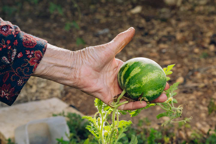 It Will Grow | Maen Hammad