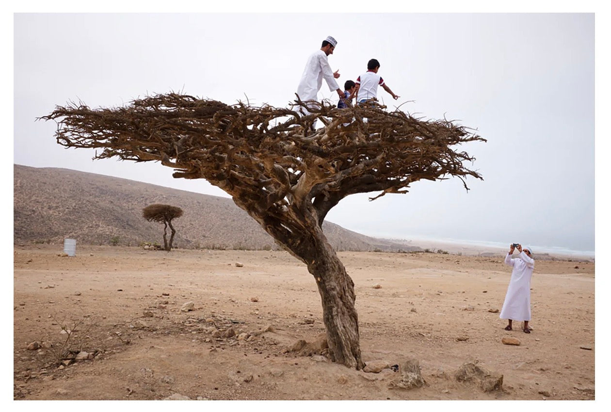 Frankincense Tree