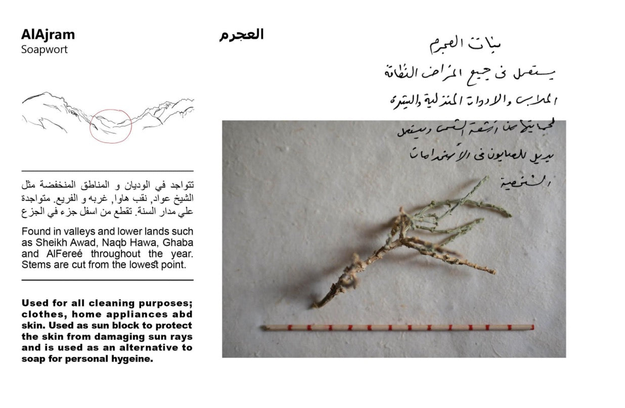 The South Sinai Flora Field Guide | Rehab Eldalil