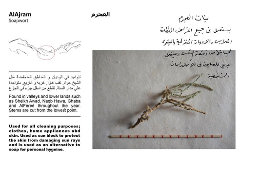 The South Sinai Flora Field Guide | Rehab Eldalil